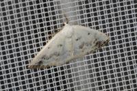 Lomographa temerata