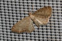 Eupithecia vulgata