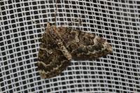 Thera variata