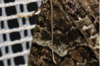 Thera variata