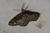Parectropis similaria