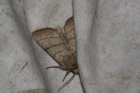 Charanyca trigrammica