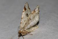 Macaria notata
