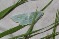 Campaea margaritaria