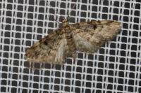 Eupithecia tantillaria