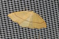 Cyclophora linearia