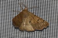 Odontopera bidentata
