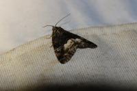 Deltote pygarga