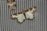 Lomaspilis marginata