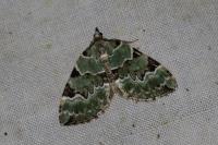 Colostygia pectinataria