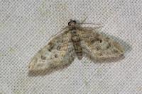 Eupithecia dodoneata