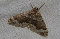 Lampropteryx suffumata