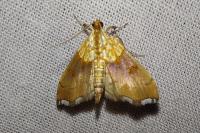 Agrotera nemoralis