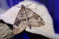 Thera britannica/variata