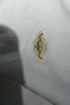 Cyclophora annularia