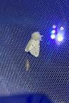 Spilosoma lubricipeda