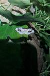 Ligdia adustata