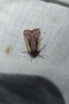 Ochropleura plecta