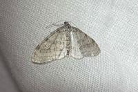 Trichopteryx carpinata