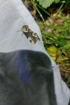 Thyatira batis