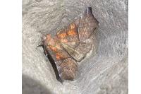 Scoliopteryx libatrix