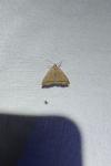 Herminia grisealis