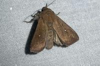 Mythimna albipuncta