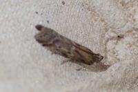 Delplanqueia dilutella/inscriptella