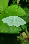 Campaea margaritaria