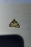 Dysstroma truncata
