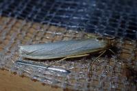Eilema caniola
