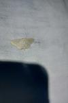 Scopula floslactata