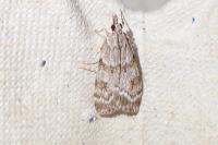 Scoparia ambigualis/basistrigalis