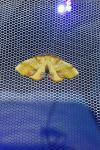 Plagodis dolabraria