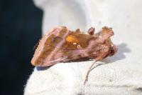 Autographa jota