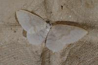 Asthena albulata