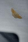 Cyclophora punctaria