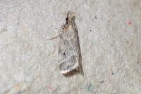 Eudonia pallida