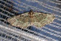 Pasiphila chloerata
