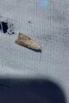Aphomia sociella