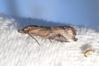 Schrankia costaestrigalis