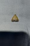 Evergestis limbata