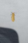 Wittia sororcula