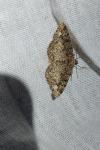 Parectropis similaria