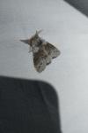 Calliteara pudibunda