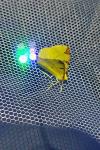 Opisthograptis luteolata