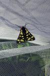 Arctia villica