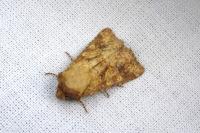 Conisania luteago olbiena