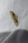 Idaea degeneraria