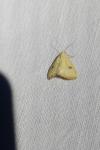 Rivula sericealis